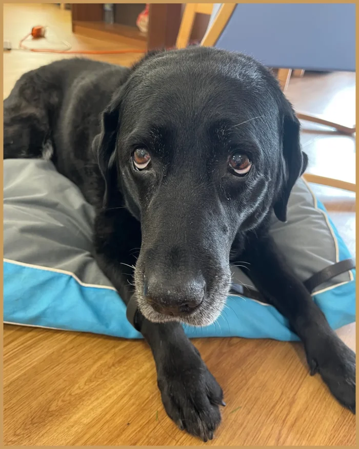 Emily, a black therapy dog, resting on her bed at Birmingham Hospice